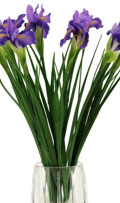Iris Stem - 24.5 Inches, Set of 12