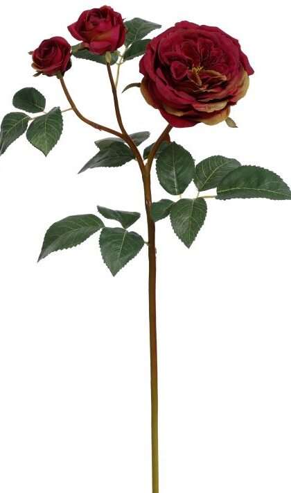 Cabbage Rose X3 - 23 Inches, Set of 12