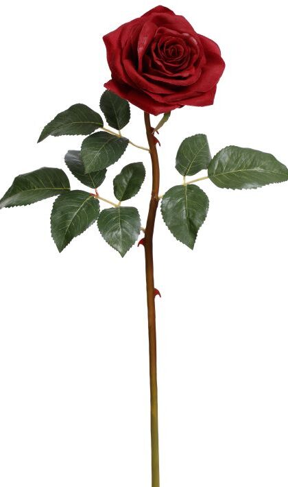 Prize Rose, Small, Box of 12 - 20 Inches