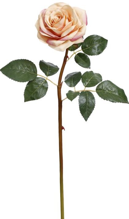 Prize Rose, Small, Box of 12 - 20 Inches