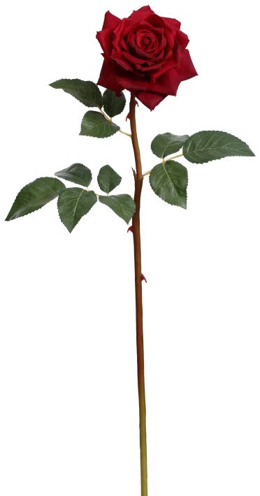 Prize Rose, Large, Box of 12- 25 Inches