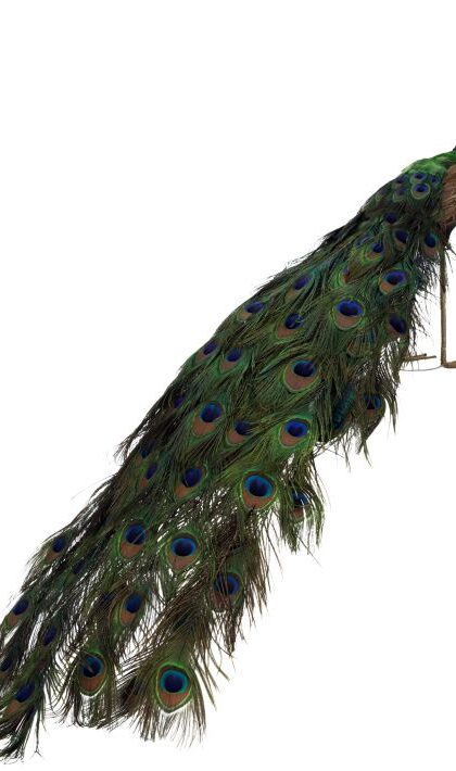 Elegant Peacock - 59 x 18 Inches 09-53252 FREE SHIPPING