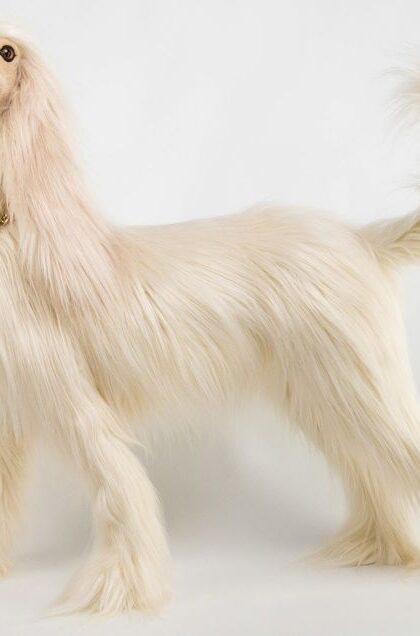 Elegant Posing Whippet - 28 Inches 35-53824 FREE SHIPPING
