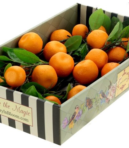 Orange Spray, Box of 6 - 30 Inches