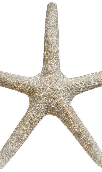 Decorative Star Fish - 20 x 2 Inches